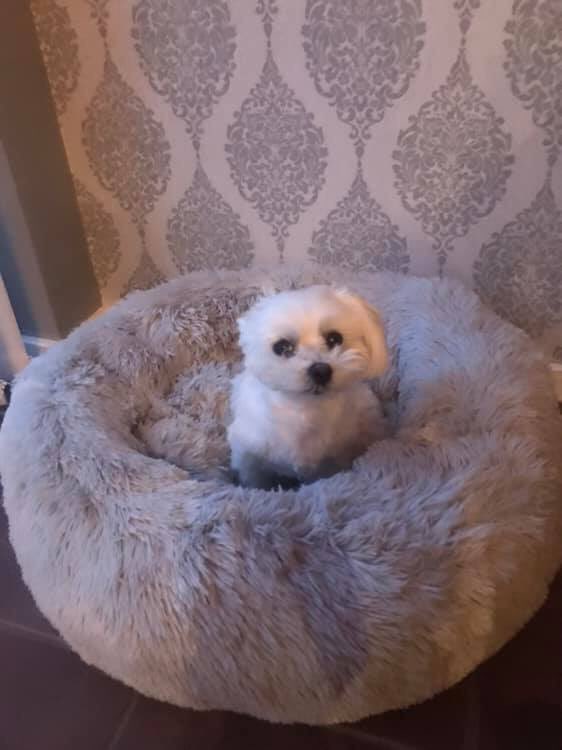 JennySoles's tweet photo. @sarajcox We lost our little Archie a couple of weeks ago, he was the same age as Beano 😢 feel like a hole is in my heart, sending you all the love and I know your pain x https://t.co/kU8pEqOIs6