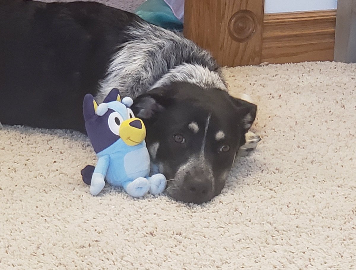 plumpiehermie's tweet photo. Clover the Heeler is ready to take a nap with Bluey. @OfficialBlueyTV #thoseeyebrows https://t.co/lOsHJJVHZn