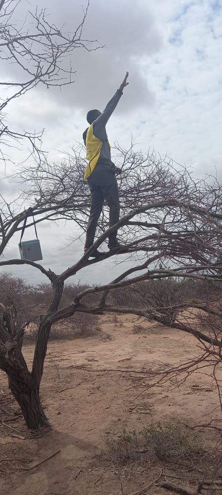 A vaccinator in wajir west subcounty climbs up a tree to track nomads during the just concluded polio campaign in 13 high risk counties
#vaccinesaveslives @WHOKenya @lucywkanja @NvipKenya @MOH_Kenya @WajirCountyKE @CODKABULSHADA @UNICEFKenya @aabagira