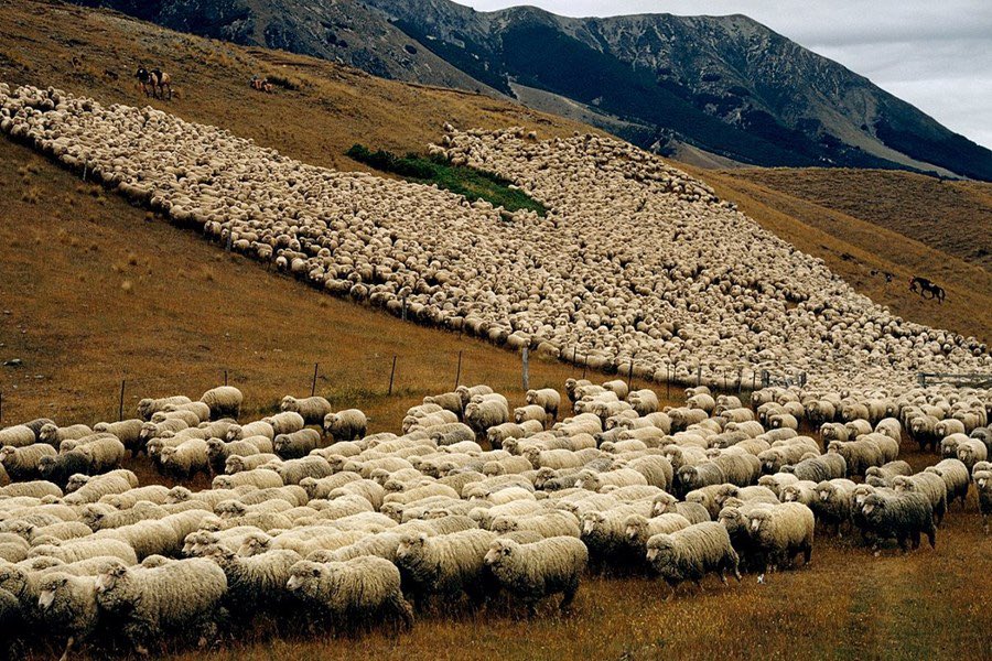 Pæling að hefja undirskriftasöfnun fyrir þessu nýja skjaldamerki. Eigum hitt ekki skilið, ósjálfstæð og hrædd. Eins og íslenska rollan..
