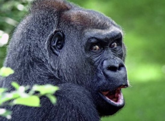 milk__ape's tweet photo. WINTON GET BERY REAL https://t.co/fKn1e8FyDo