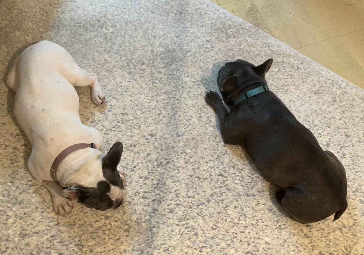 AlbertFrenchie1's tweet photo. Protesting that the humans are pulling the carpet up in favour of a wooden floor! Fuming! #Frenchie #Bulldog #FrenchBulldog #HoneReno #England #Piglets #BestFriends #Renovate #LittleHelpers https://t.co/0pBCEJM4SK