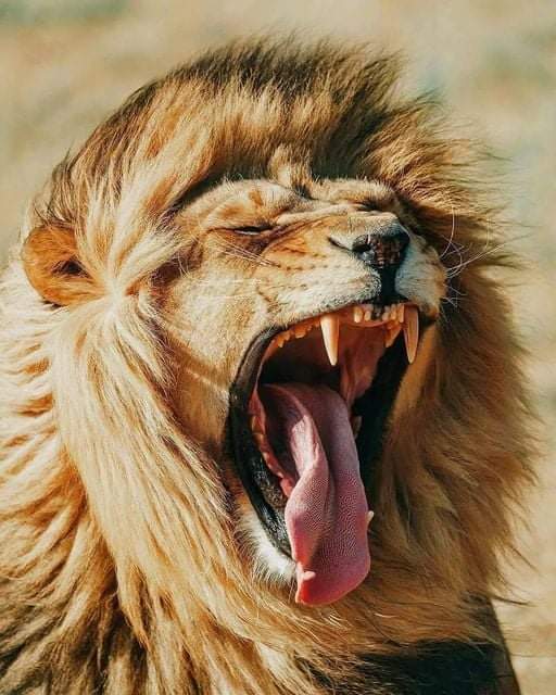 🌠Ali Mahrouk 🌟