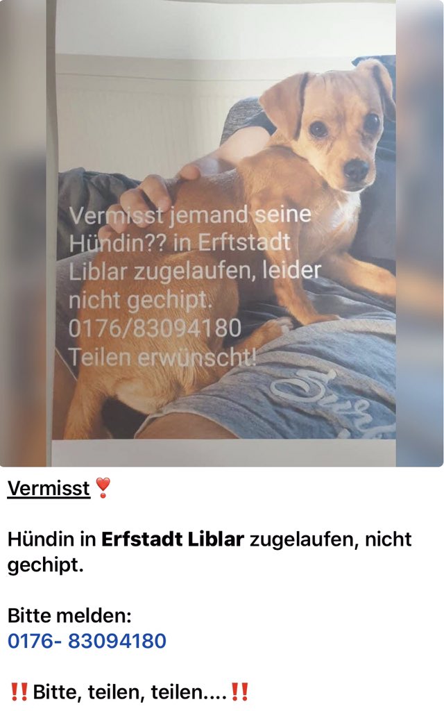 henriette_nette's tweet photo. 💥BITTE TEILEN 🙏🏻
Hündin in Erftstadt-Liblar zugelaufen
#Hochwasser #Flutwelle #Flutopfer #Erftkreis #Erftstadt #Liblar https://t.co/tb8a1SgI9A