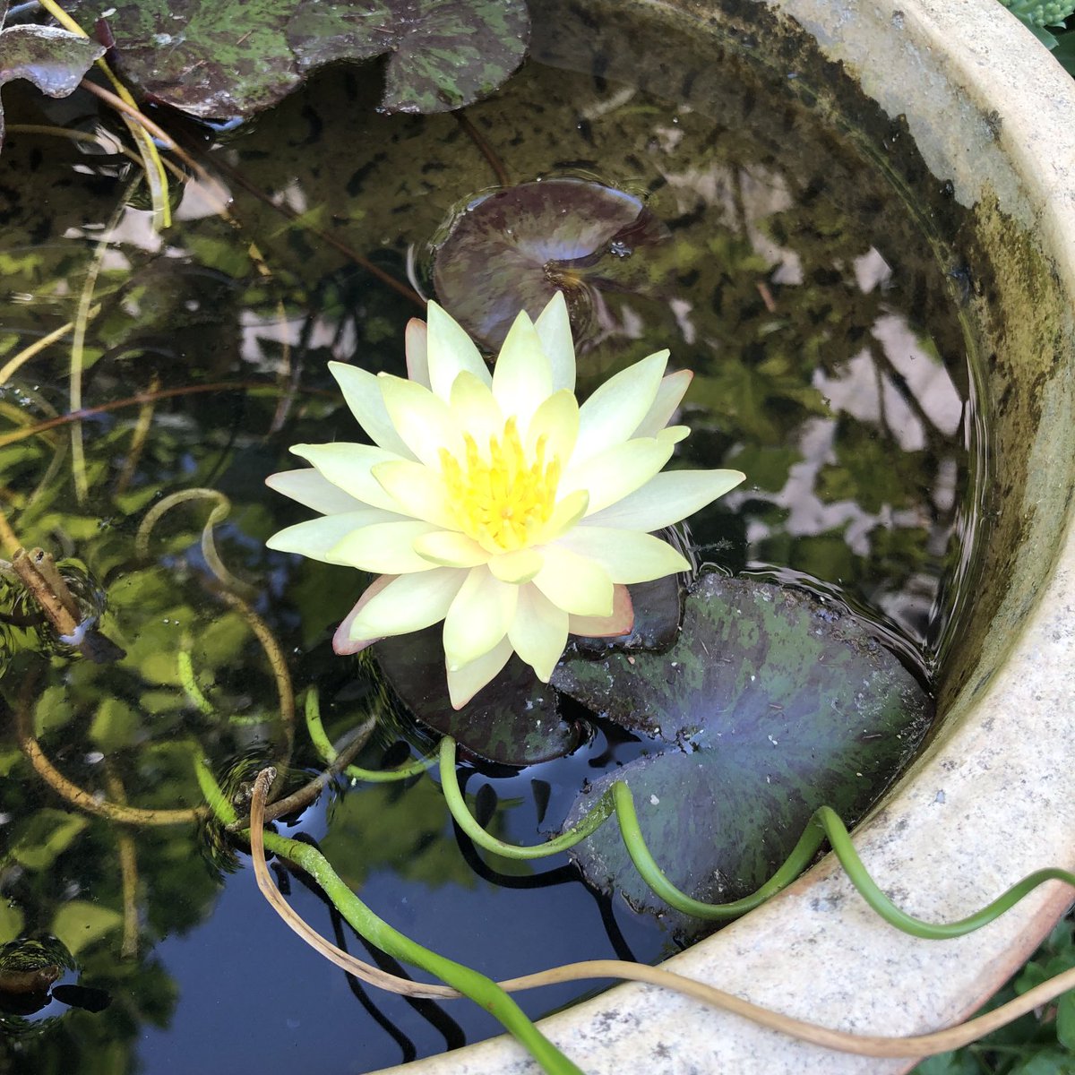 Pygmy water lily in my patio pond with a flower like the sun ☀️ #Gardenersworld