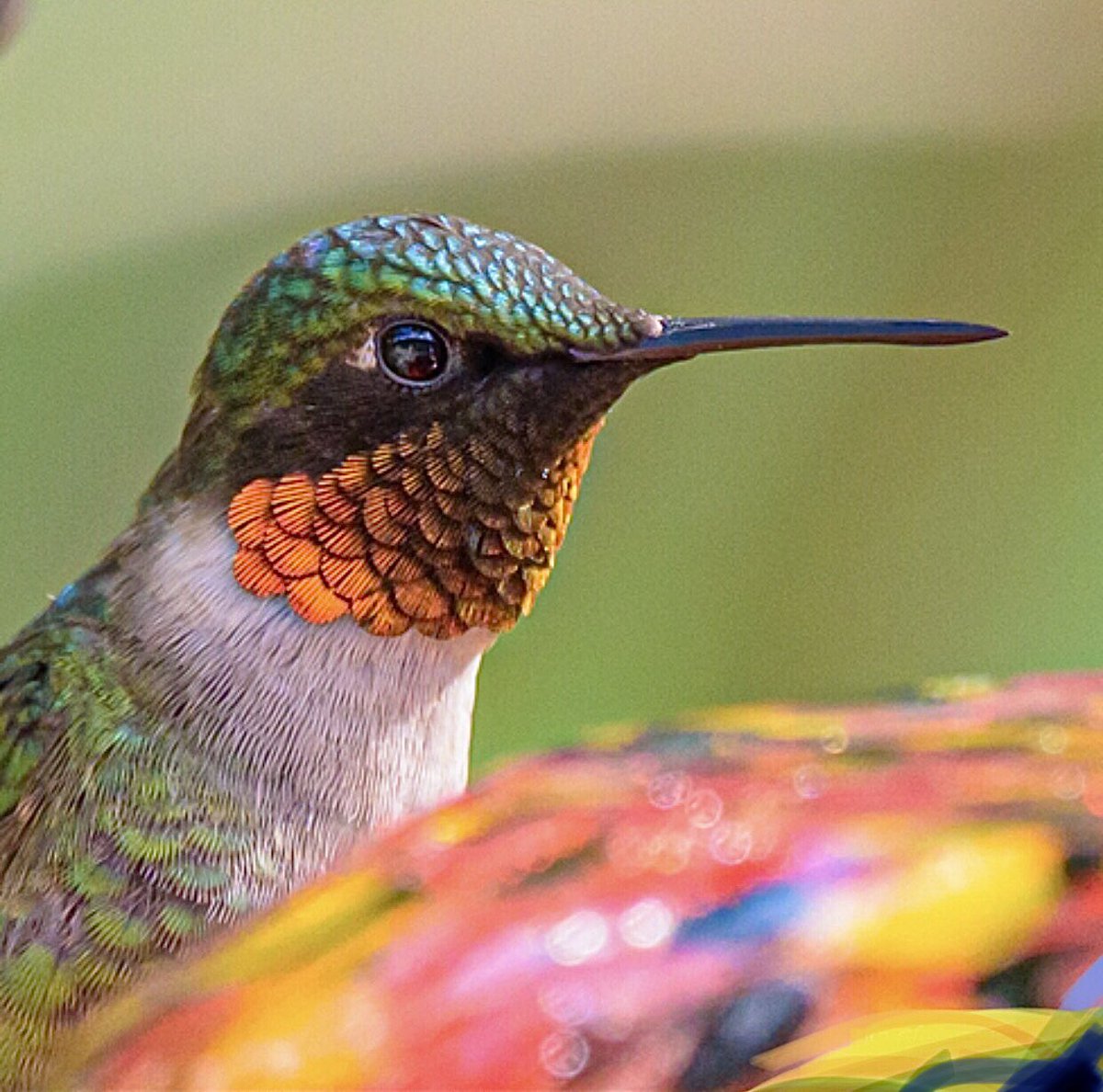 Close up pic📸 of a Ruby Throated Hummingbird #Birds #NaturePhotography