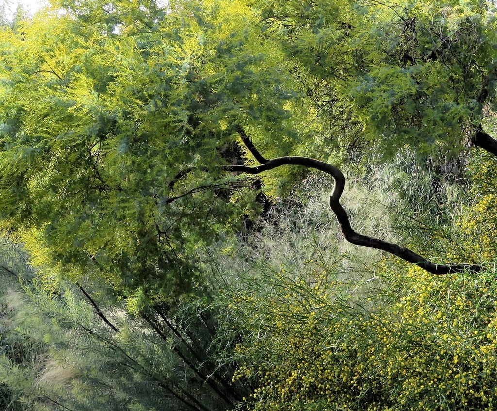 RBG_Victoria's tweet image. A tad disorientating, but three wattles vying for attention with grass plumes below. Not quite #sprummer yet but let’s call them winter-flowering Acacia

Daily photo by @TimEntwisle #PassionForPlants #MelbourneGardens #RoyalBotanicGardensVictoria #plan… instagr.am/p/CRrr77xoGo9/