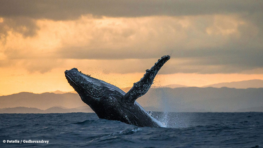 Russia's tweet photo. ๐๏ธ Plan ahead on #WhaleAndDolphinDay for your #WhaleSighting & #DolphinInteraction activities!
Best spots in Russia ๐
๐ #KolaPeninsula (whales - May)
๐ #Kamchatka (whales - Summer)
๐ #Shantar Isles (whales - Summer)
๐ #Crimea & #Anapa (dolphins - Spring/Autumn) https://t.co/27Re07n3yU