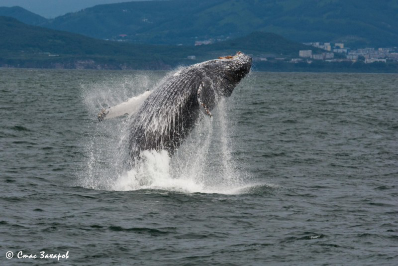 Russia's tweet photo. ๐๏ธ Plan ahead on #WhaleAndDolphinDay for your #WhaleSighting & #DolphinInteraction activities!
Best spots in Russia ๐
๐ #KolaPeninsula (whales - May)
๐ #Kamchatka (whales - Summer)
๐ #Shantar Isles (whales - Summer)
๐ #Crimea & #Anapa (dolphins - Spring/Autumn) https://t.co/27Re07n3yU