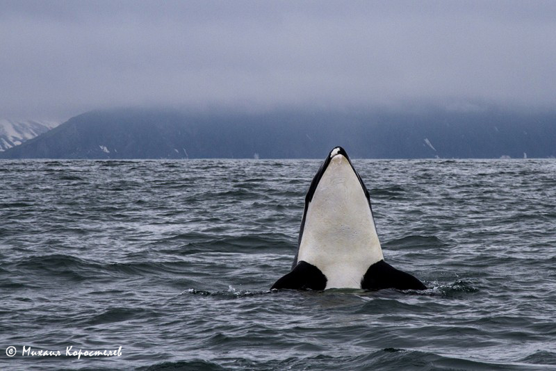Russia's tweet photo. ๐๏ธ Plan ahead on #WhaleAndDolphinDay for your #WhaleSighting & #DolphinInteraction activities!
Best spots in Russia ๐
๐ #KolaPeninsula (whales - May)
๐ #Kamchatka (whales - Summer)
๐ #Shantar Isles (whales - Summer)
๐ #Crimea & #Anapa (dolphins - Spring/Autumn) https://t.co/27Re07n3yU