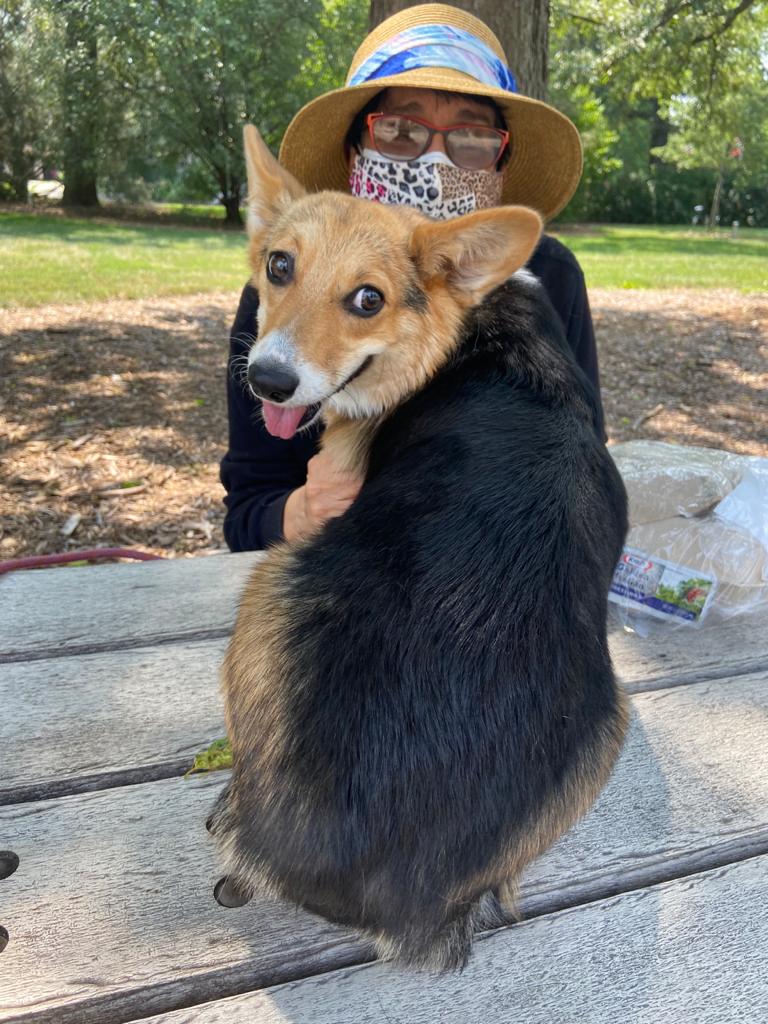 GodoyLutz's tweet photo. Miss Ruthie is so cute and sweet......with a quintessential Corgi  behind......@dogcelebration @fourmeows @Maggarooo @AntonChanels @SjCattledog https://t.co/hC20BzbD05
