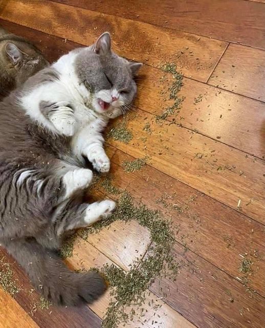 Celadonblues's tweet image. Still think drugs are cool now?