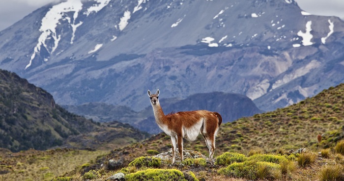 TurismoIntegra1's tweet photo. Como uno de los 100 mejores lugares del mundo para visitar y explorar fue elegido el Parque Nacional Patagonia (Región de Aysén), por la revista estadounidense @TIME, que destacó su enorme belleza y su calidad como destino de naturaleza y aventura. Ver en https://t.co/Fqw10tJToH https://t.co/xQwjUOgPgs