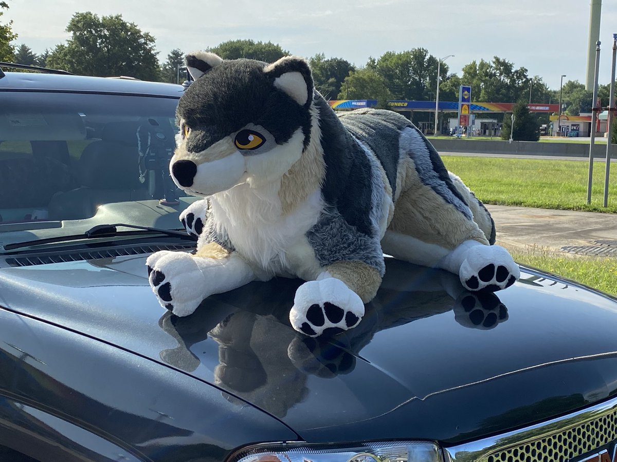 Been on the road for over 12 hours now making my move to Alabama, and all my <a href="/PlushLife_eu/">PlushLife</a> plushies are packed in the back of the truck and Ghost is enjoying getting out and taking pics! Got some good reactions ^_^