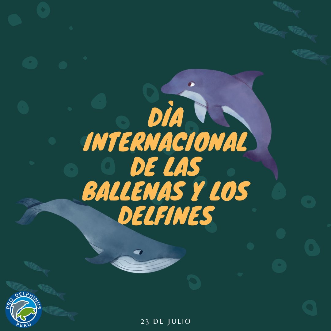 En el mundo existen más de 80 especies de #cetáceos (ballenas, delfines y marsopas), y cerca al 50% han sido reportadas en el Perú. Muchas de estas en estado vulnerable o amenazado según la IUCN, por las grandes amenazas que enfrentan como la pesca incidental y la pesca fantasma.