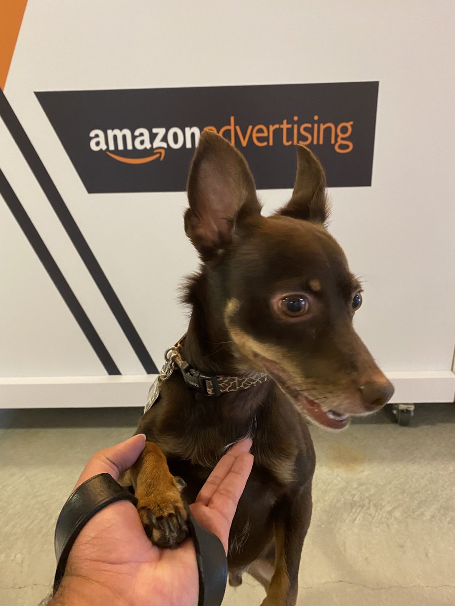 peopleschampdon's tweet image. My little guy is taking on the office today. I think he likes it! #dogsofamazon