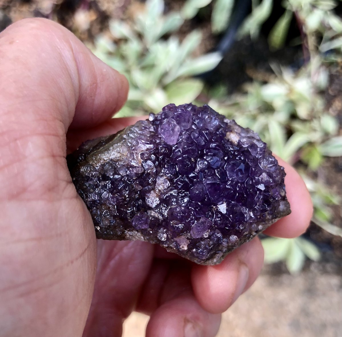 KBSpangler's tweet photo. Look what I found in the garden! Think itโs cursed or super-cursed? https://t.co/OdcunaSuUY