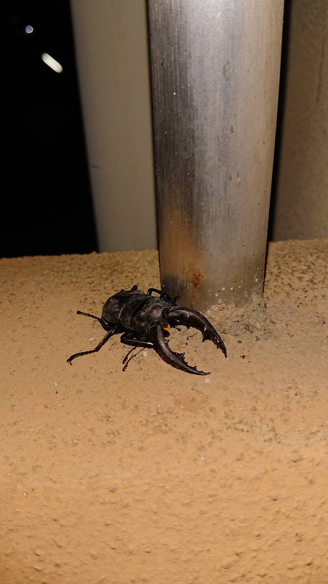 夏の虫 夏の虫