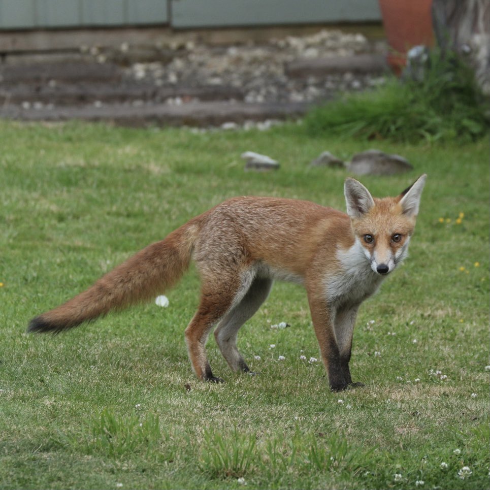 Amanda_Fallan's tweet photo. Meet Basil.  One of this year’s cubs.  He visits most evenings.  We were worried about him a few weeks ago when he developed a bad limp, but he seems to be better now.  There is something very special about that moment, when you make eye contact 🧡🧡🧡 https://t.co/Zq5VQ0Gdvr