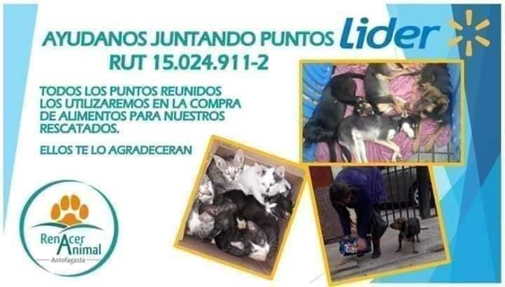 anita_ordenes's tweet photo. una gran forma de ayudar! para los 🐱🐶rescatados 
RT

#Antofagasta
#RenacerAnimal
#PuntosLider https://t.co/mrVItQIzUg