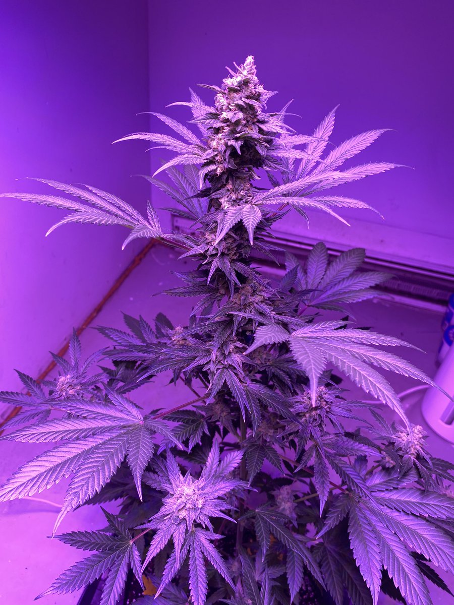 SSprouter's tweet photo. Day 43 on this 3chems. Itโs looking tough to me๐ช๐ itโs been crossed with @beanbaking95โs #hindukush #pollen and being held down by #theamazingdoctorzymes all #organic #cannabis #weed #herb #pot #weedlife #organic #indoor #medicinal #mmj #mmmj https://t.co/dUYXOfHOPb