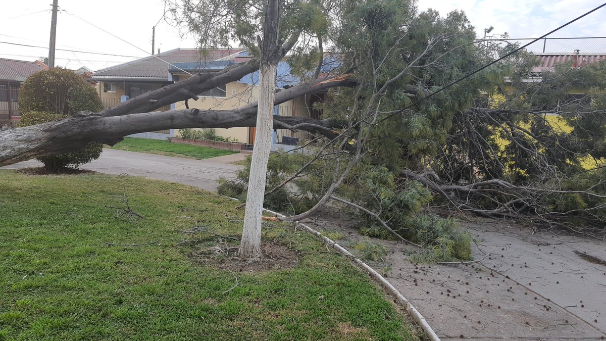 LoretoMoreno12's tweet photo. @munirancagua señores favor su ayuda urgente se acaba de caer un árbol años en pasaje putre de la villa Nelson pereira, llamó a los teléfonos de la muni y nadie responde https://t.co/SjAo4GfNOm