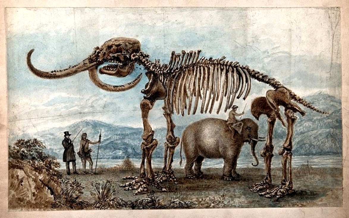 Практическая работа исследование ископаемых остатков вымерших животных