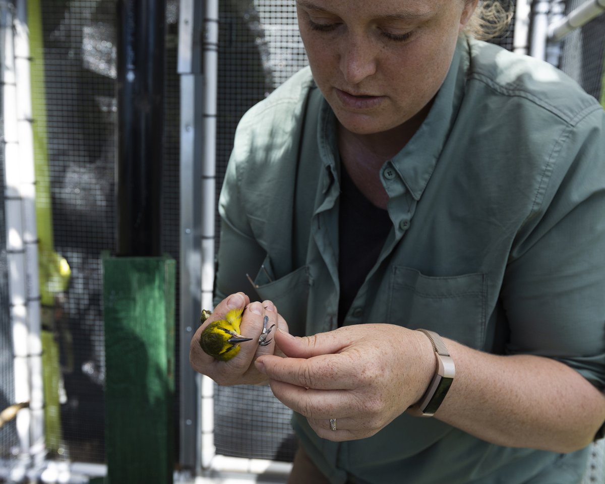 Nakula kiwikiu has been found alive and well! Male kiwikiu, known as wild male one, was resighted on Wednesday! This bird was translocated to Nakula during the 2019 translocation effort and was last seen over 600 days ago. A full press release here: bit.ly/3xWzTyN