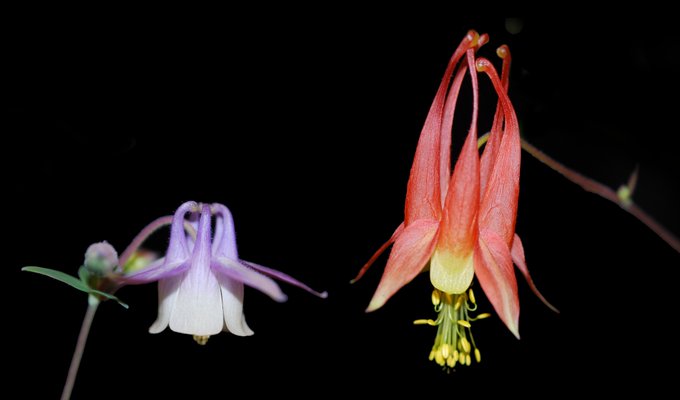 two columbine flowers on a black background. The one on the left is Aquilegia brevistyla and has small purple & white flowers with short curved nectar spurs; the one on the right is Aquilegia canadensis and has large red & yellow flowers with long straight nectar spurs.
