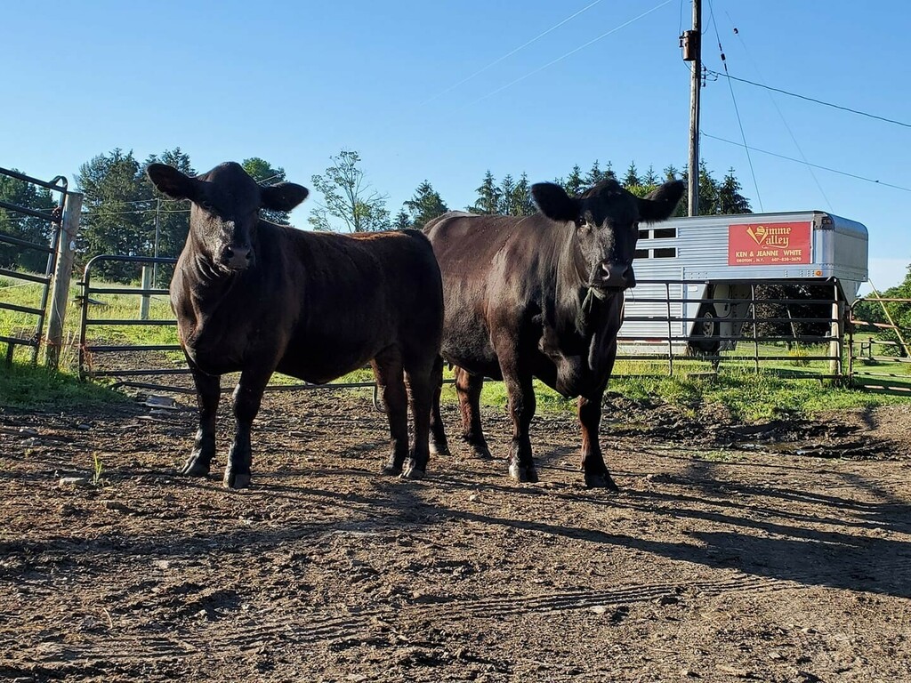 NYBeefCouncil's tweet photo. We're seeing double this #FarmPhotoFriday!โ
๐ท: Philip Paradisโ
โ
โ
#beef #beeftogether #nybeef #cows #farm #farmlife #cattle https://t.co/lF6ImiytpZ https://t.co/hQIgb9igPB