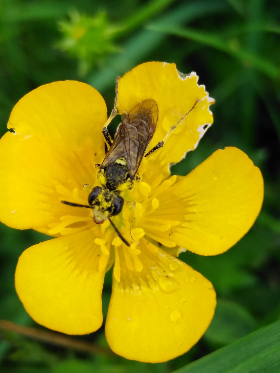 JenniStockan's tweet photo. Looking this sawfly in the eye, I decided it didn't matter what species it was, sometimes we just need to appreciate and enjoy #sawflies #symphyta #Tenthredo https://t.co/AuJFe0F8cy
