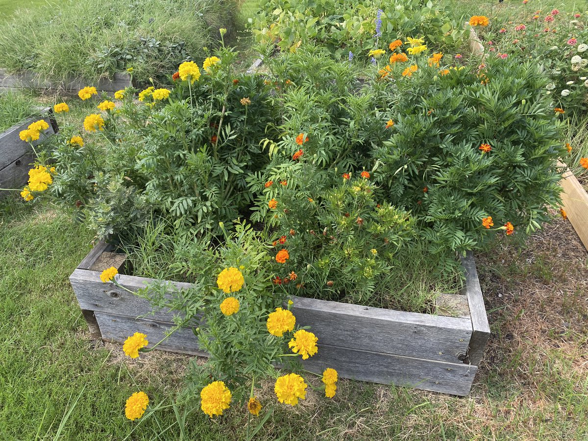 Deanne White tweet media