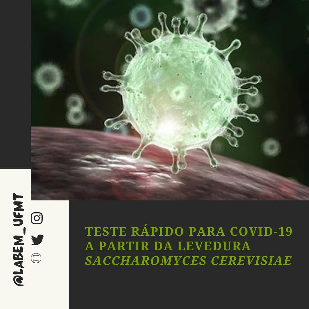 labem_ufmt's tweet photo. 🦠E mais um estudo utilizando Saccharomyces cerevisiae uma levedura muito importante no desenvolvimento de produtos biotecnológicos. Saiba mais https://t.co/6FYqYaiVaA https://t.co/oz9TPjrqdn