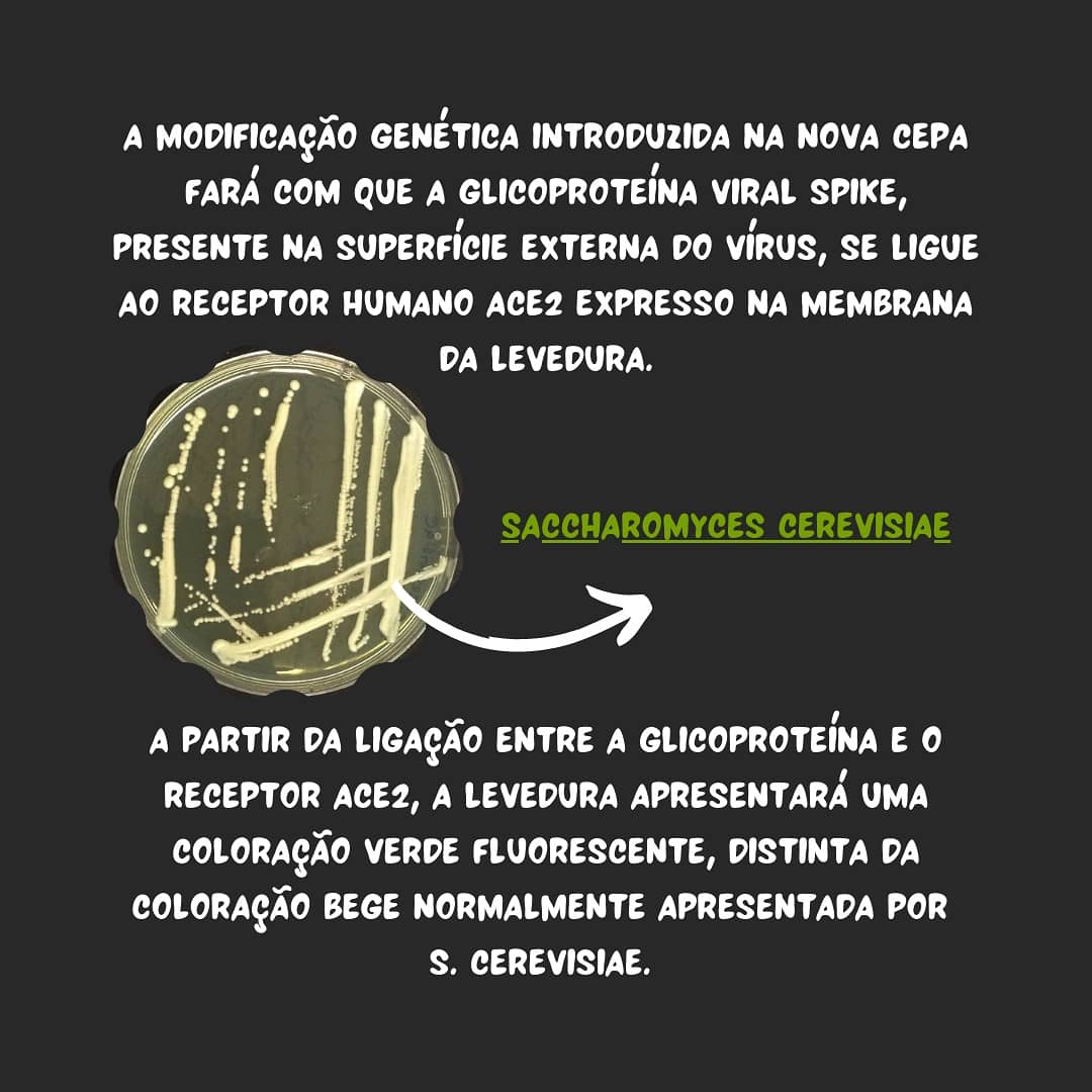 labem_ufmt's tweet photo. 🦠E mais um estudo utilizando Saccharomyces cerevisiae uma levedura muito importante no desenvolvimento de produtos biotecnológicos. Saiba mais https://t.co/6FYqYaiVaA https://t.co/oz9TPjrqdn