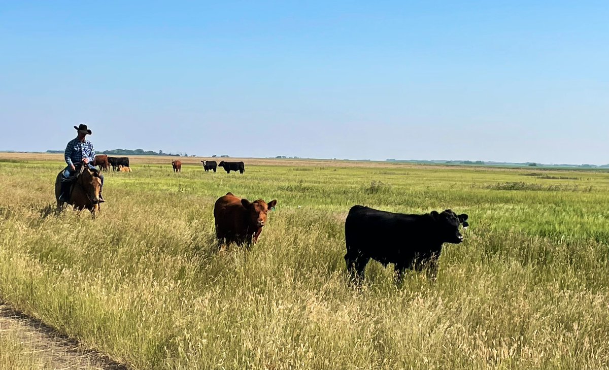 Megan Wasden (@meganwasden) on Twitter photo Another week of SF6 collection complete! The steers will get a break over the weekend and then one last week of collection on Forage Systems!
<a href="/TessMills_/">Tess Mills</a> <a href="/KylieGrimes6/">Kylie Grimes</a> <a href="/WilcoxCorissa/">Corissa Wilcox</a> <a href="/K_Nielsen2/">Kaitlyn Nielsen</a> <a href="/DrBart_Beef/">Dr Bart Lardner 🇨🇦</a> Another week of SF6 collection complete! The steers will get a break over the weekend and then one last week of collection on Forage Systems!
<a href="/TessMills_/">Tess Mills</a> <a href="/KylieGrimes6/">Kylie Grimes</a> <a href="/WilcoxCorissa/">Corissa Wilcox</a> <a href="/K_Nielsen2/">Kaitlyn Nielsen</a> <a href="/DrBart_Beef/">Dr Bart Lardner 🇨🇦</a>