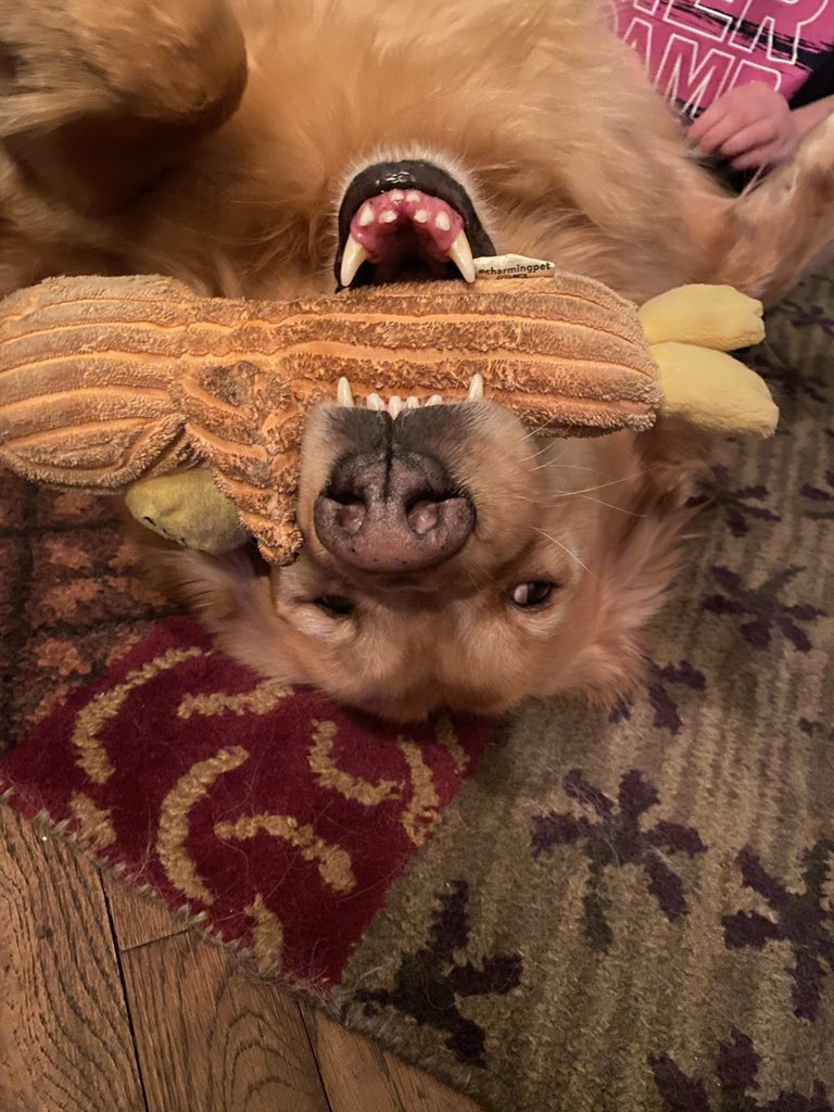 HeatherGomezTX's tweet photo. #weekendsmiles #grc #GoldenRetrievers #RileyBoy Riley was made for weekend smiles! https://t.co/SuJzE7kSr3