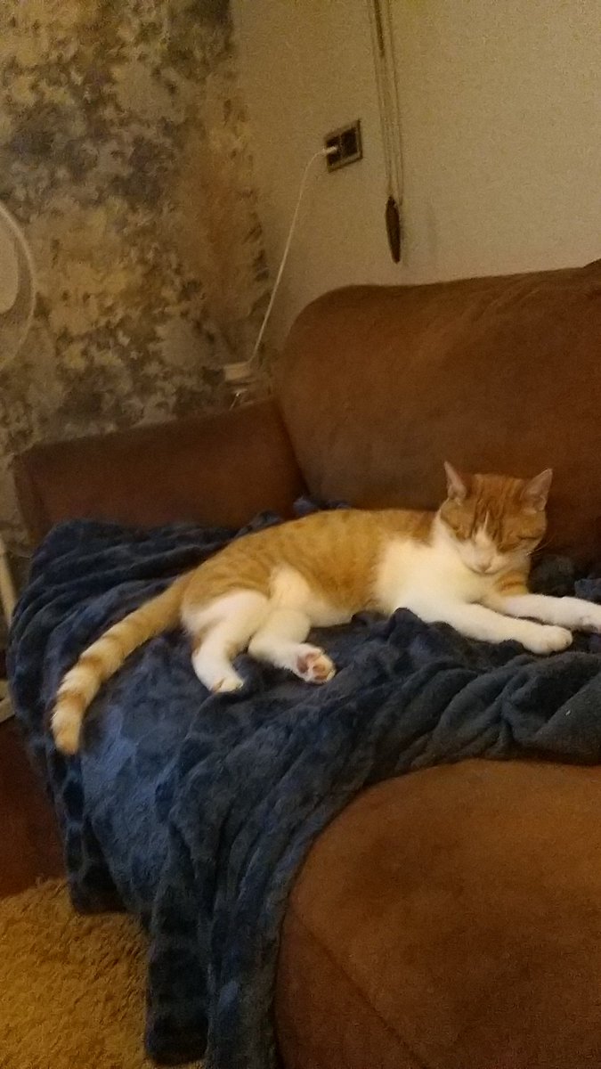 bikkel1710's tweet photo. @TTuintijger Lijkt wel wat op die van ons 🐱 https://t.co/h1faoFMxV0