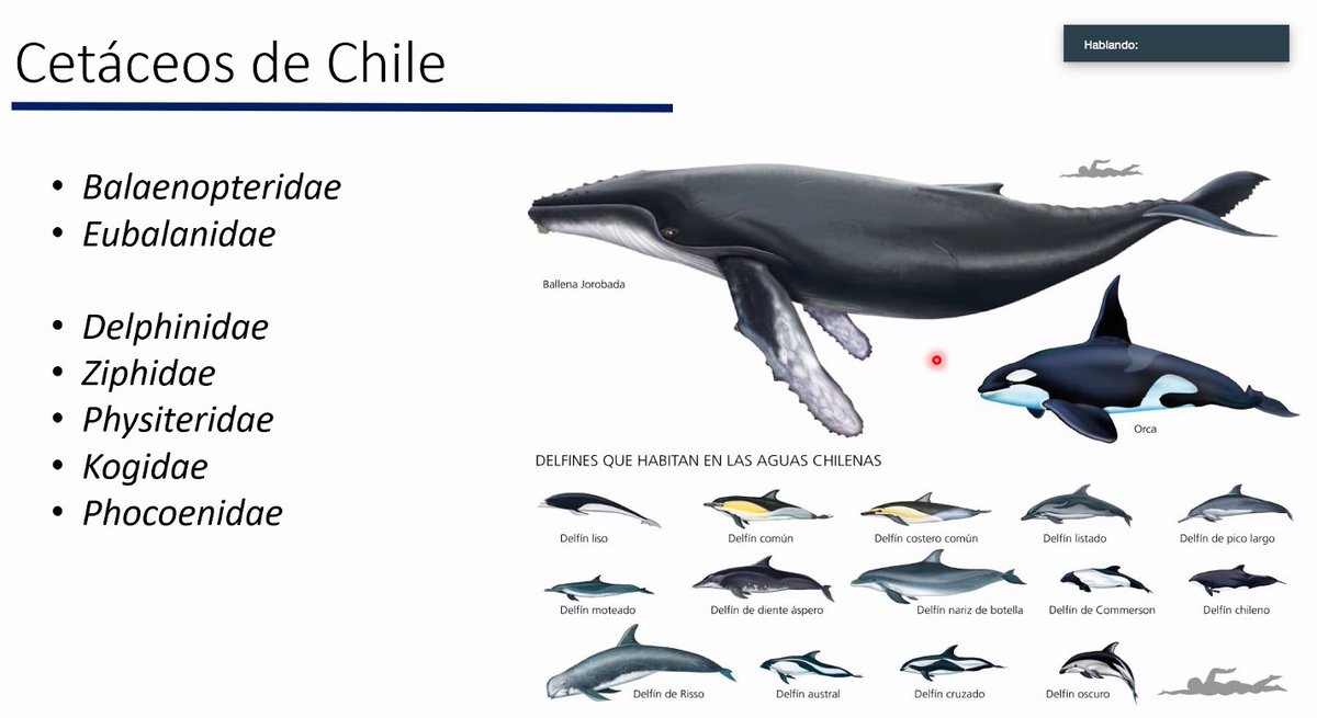 Austropatagonia's tweet photo. Día Mundial de las Ballenas y Delfines...Es impresionante la cantidad de especies cetáceas que existen en Chile y todas en la Patagonia...sabías eso??? #MarDeChile #Cetaceos #Ballenas #delfines #toninas @umagallanes @CIGA70717314 @polareducators https://t.co/FxwJzOAdbK