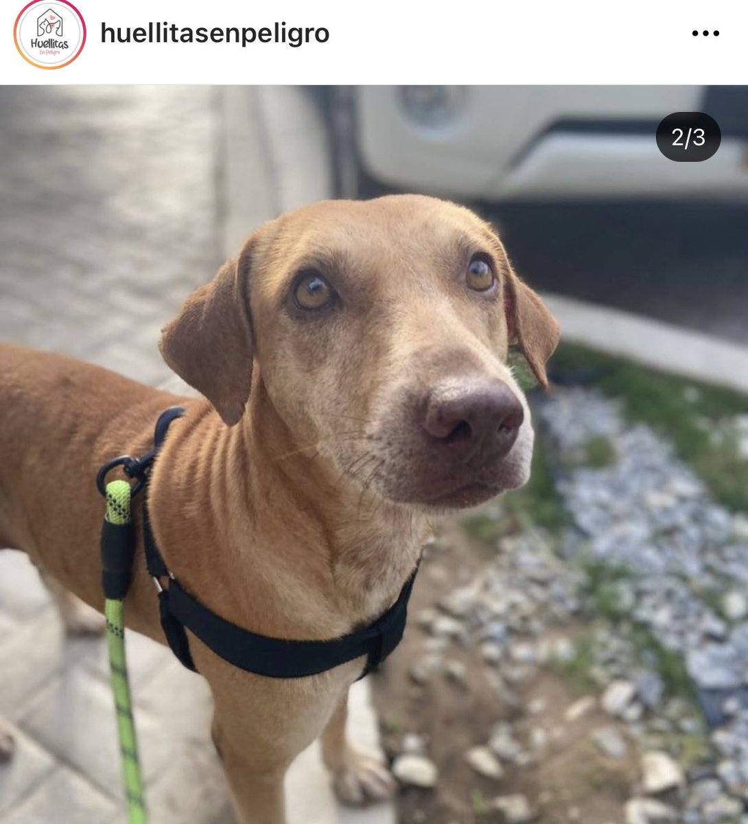 lithiumsodium_'s tweet photo. Hoy es el turno de bonnie de encontrar un hogar 🥺 fue rescatada de estar bajo sol, lluvia, con una cuerda de menos de 1 metro de largo. Por + que la han publicado nadie se ha interesado. Tiene 2 años, es súper juguetona y se entrega esterilizada. Ayúdame a difundir 🙏🏼 https://t.co/lEAa72zrnL