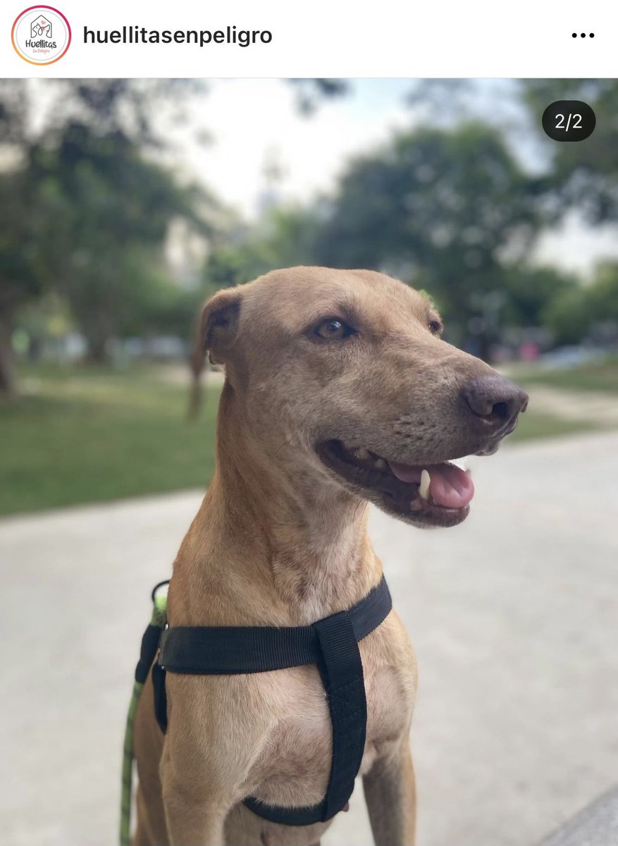 lithiumsodium_'s tweet photo. Hoy es el turno de bonnie de encontrar un hogar 🥺 fue rescatada de estar bajo sol, lluvia, con una cuerda de menos de 1 metro de largo. Por + que la han publicado nadie se ha interesado. Tiene 2 años, es súper juguetona y se entrega esterilizada. Ayúdame a difundir 🙏🏼 https://t.co/lEAa72zrnL