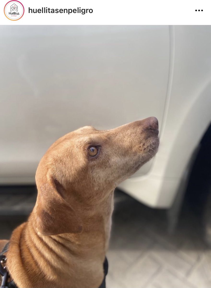 lithiumsodium_'s tweet photo. Hoy es el turno de bonnie de encontrar un hogar 🥺 fue rescatada de estar bajo sol, lluvia, con una cuerda de menos de 1 metro de largo. Por + que la han publicado nadie se ha interesado. Tiene 2 años, es súper juguetona y se entrega esterilizada. Ayúdame a difundir 🙏🏼 https://t.co/lEAa72zrnL