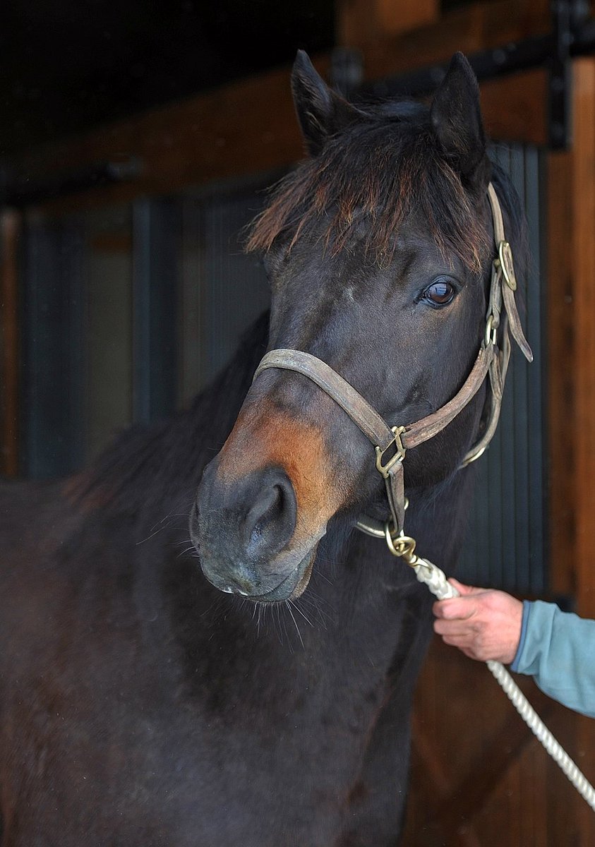 BloodHorse tweet media