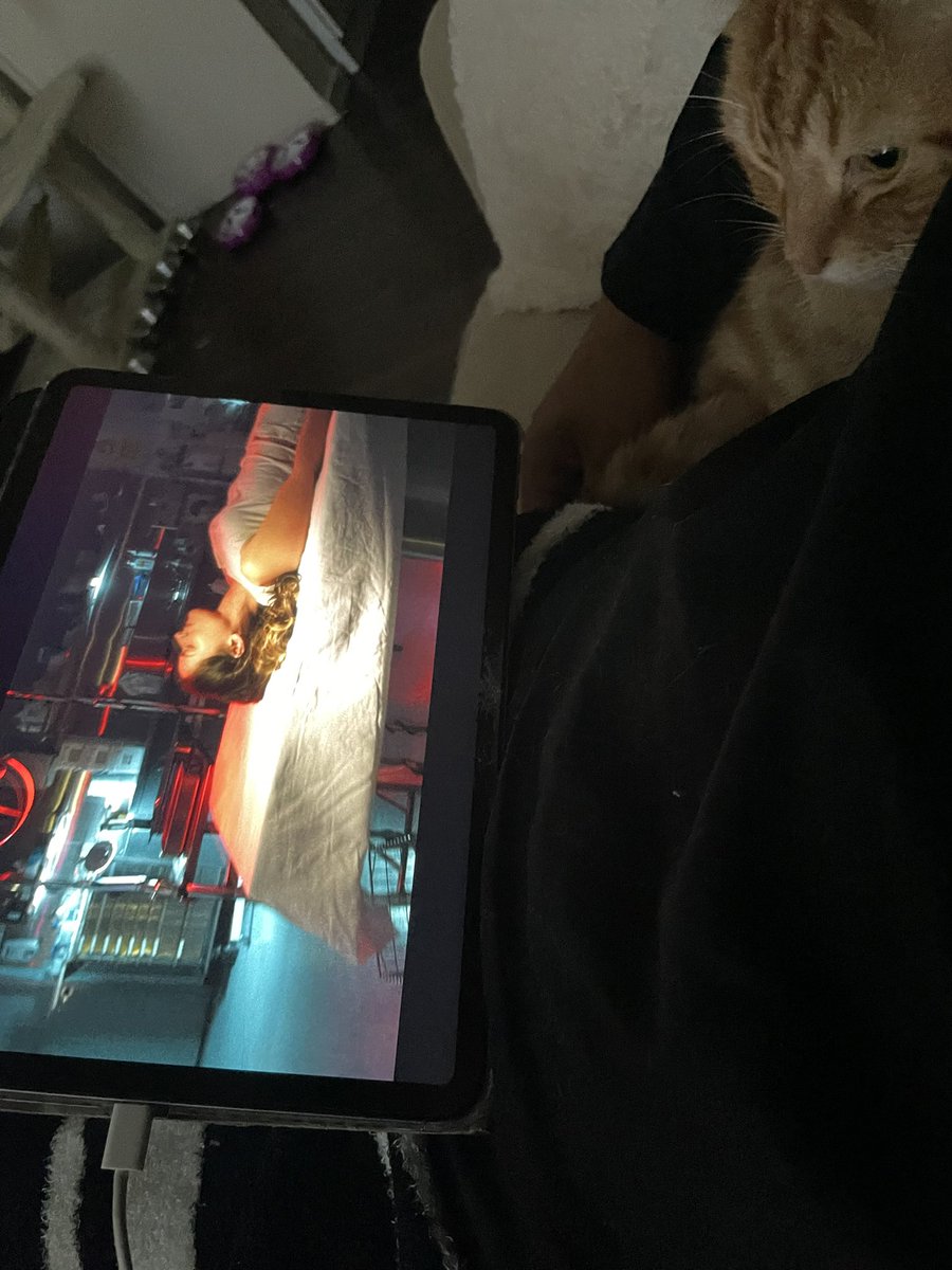 アメリカンショートヘアー