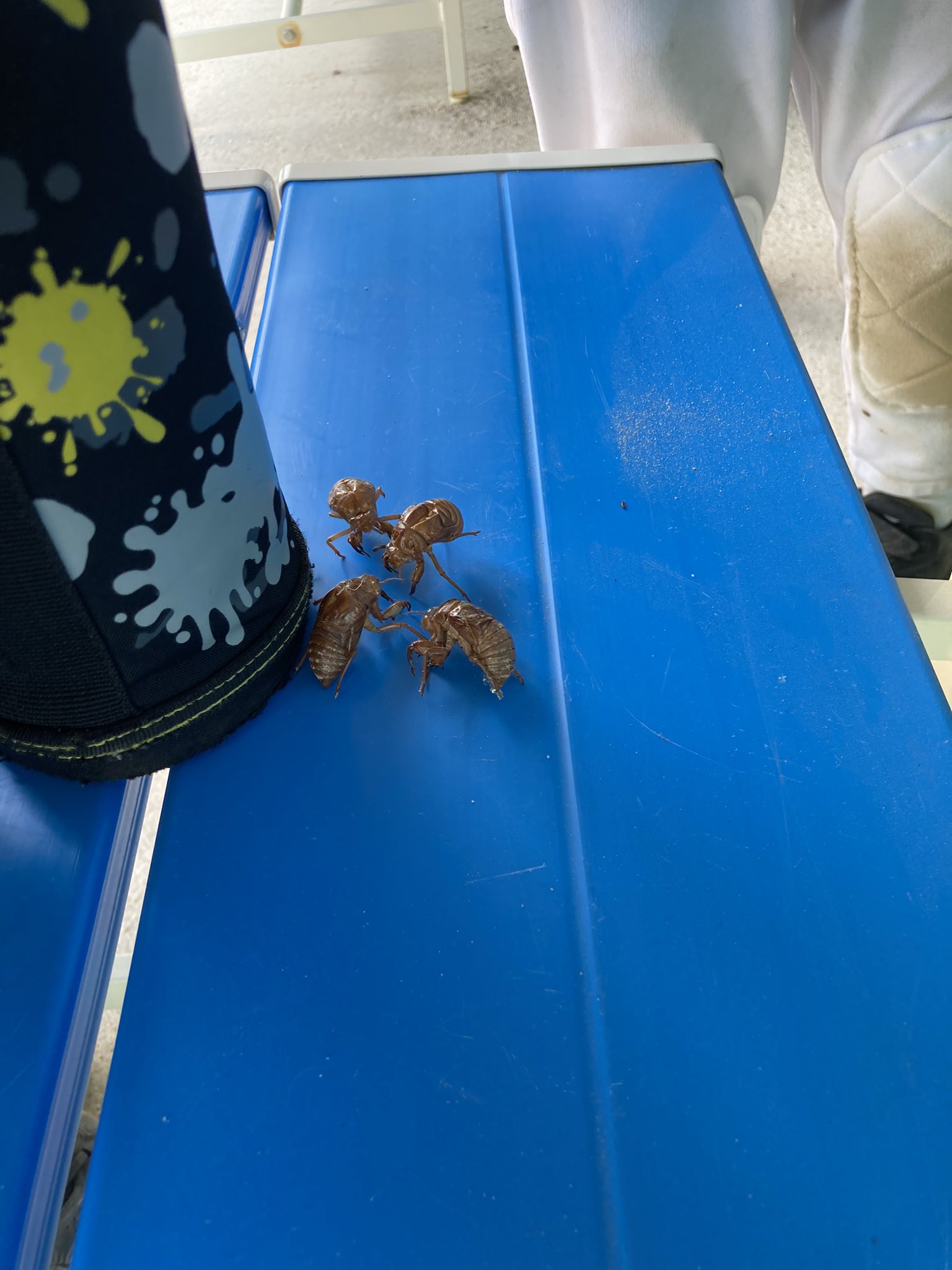 ウイングベースボールクラブ 名古屋市 夏の東郷町民グランド 裏には池があるので B面の三塁側ベンチ裏には セミが孵化して旅立ったあとの抜け殻がちらほらと Cチームのみんなもこれから飛び立ちます ウイングベースボールクラブ 少年野球 名古屋