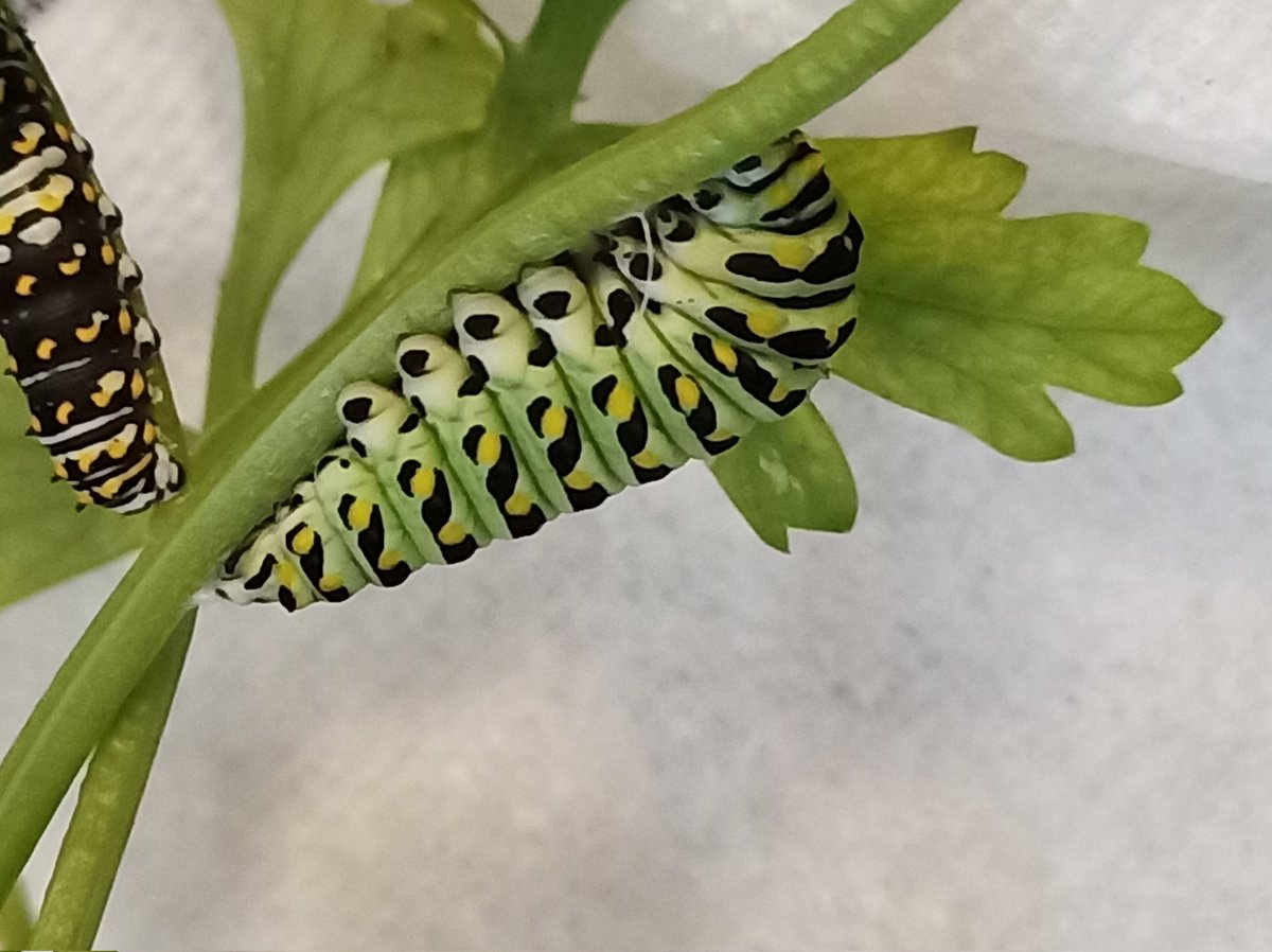 gquilts's tweet photo. Swallowtails, the butterfly world's ninjas lol. Working on his girdle. Hope I catch him pupating
.
.
#instars #pupate #butterflyeggs🐛 #butterfly #swallowtail #chrysalis #caterpillar #bbfly https://t.co/gNJhw65PiY