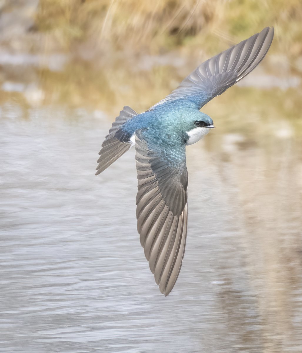 This week's #FridayFlyer is the Tree Swallow!

Have you seen this species before? Share your ID tips in the comments.

📷 Jocelyn Anderson

#TreeSwallow #Swallow #Tachycinetabicolor #MichiganBirding #YoungBirders #MichiganYoungBirders