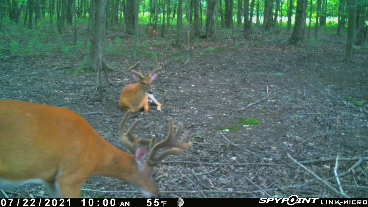 Zulu_Law's tweet photo. A community scrape I found last season seemed like good placement spot for a @SpypointCamera this Spring. Now it's a definately a new set location this Fall. 2 years this cell cam has been running 24/7 - 365 flawlessly. ๐ #WhyISpypoint #LinkMicro https://t.co/iELYKfJulQ