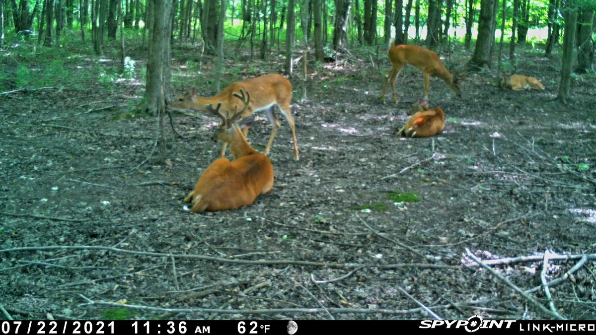 Zulu_Law's tweet photo. A community scrape I found last season seemed like good placement spot for a @SpypointCamera this Spring. Now it's a definately a new set location this Fall. 2 years this cell cam has been running 24/7 - 365 flawlessly. ๐ #WhyISpypoint #LinkMicro https://t.co/iELYKfJulQ