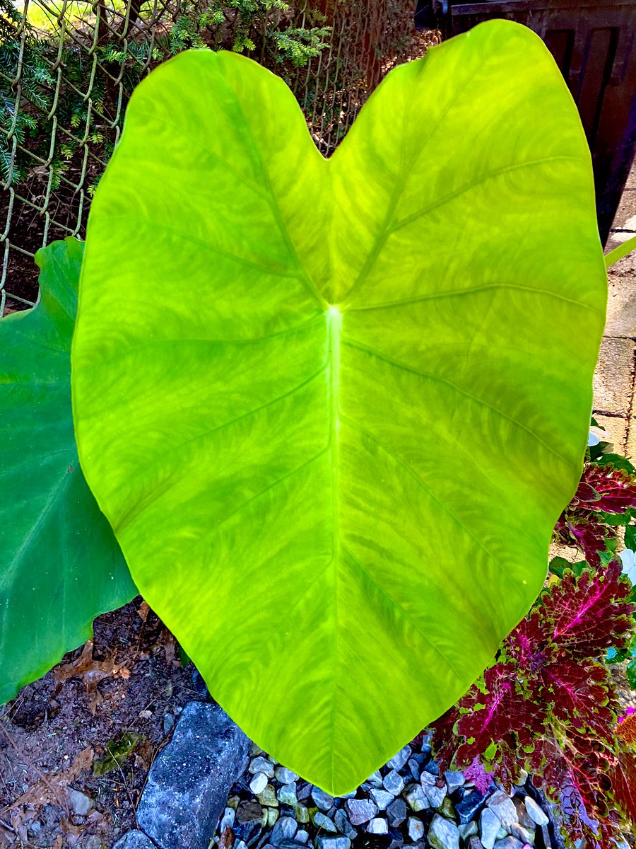 ATsOASIS's tweet photo. #elephant #ear #leaf looking magical!
#garden #oasis https://t.co/wYVhxF1eP0