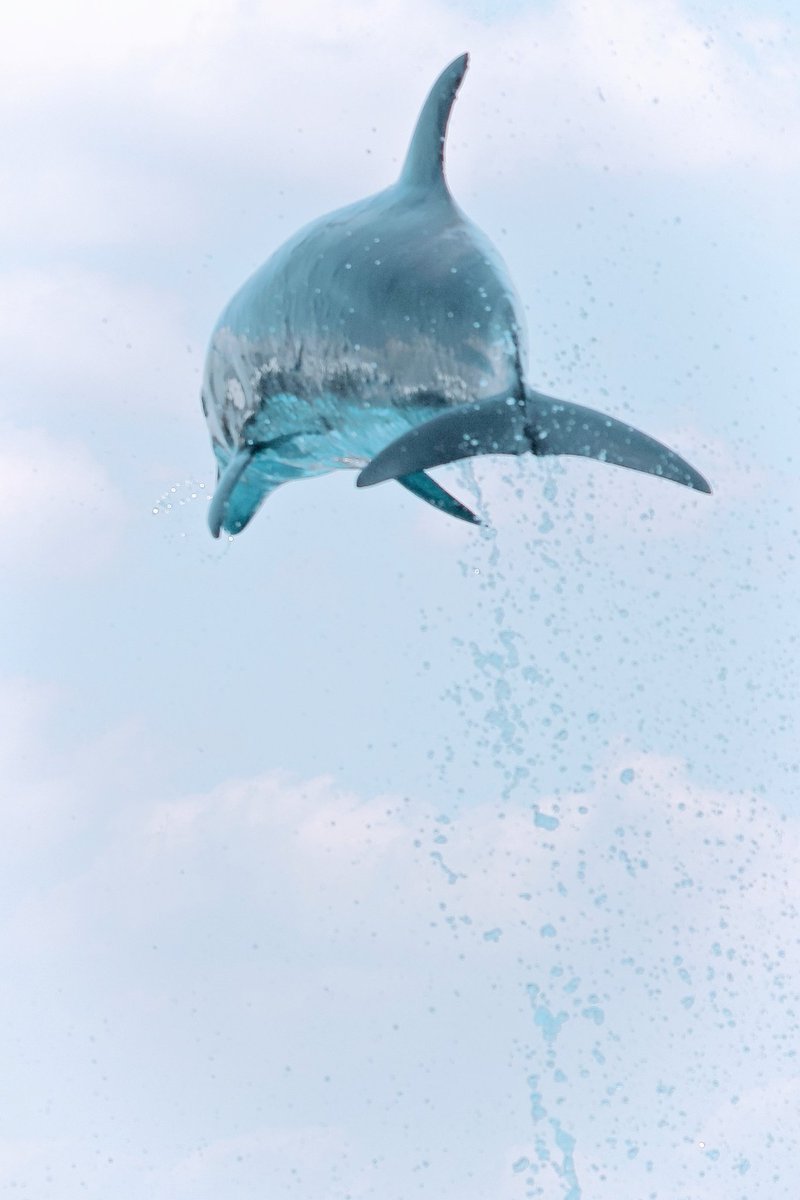 イルカジャンプ